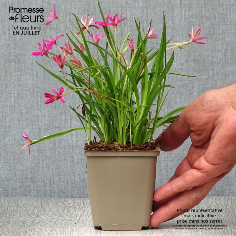 Esimerkki kesällä toimitetusta Rhodohypoxis Fairytale Godet de 8/9 cm-taimesta