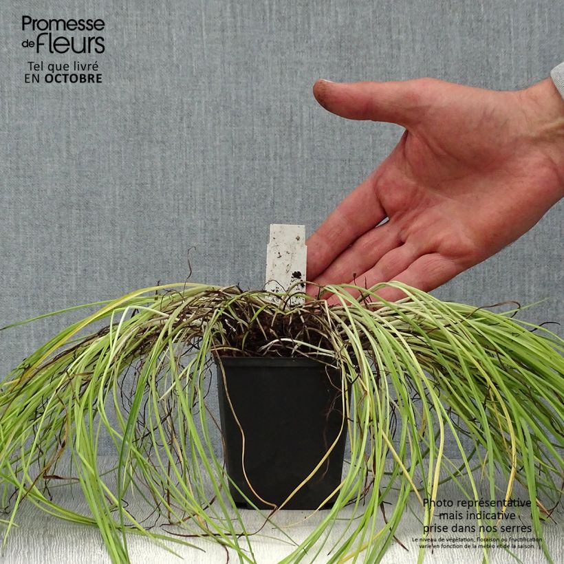 Esimerkki syksyllä toimitetusta Rhodohypoxis Fairytale 8/9 cm taimiruukku-taimesta