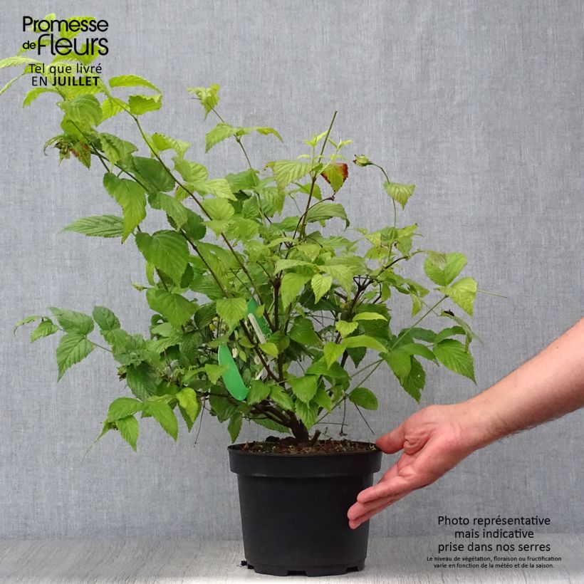Esimerkki kesällä toimitetusta Lumipikihelmi - Rhodotypos scandens Pot de 3L/4L-taimesta