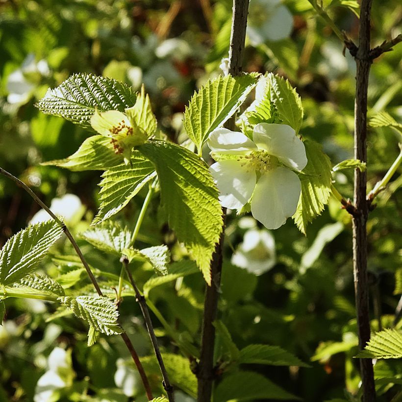 Lumipikihelmi - Rhodotypos scandens (Kukinta)