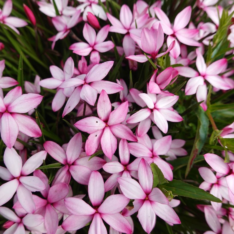 X Rhodoxis Abigail (Kukinta)
