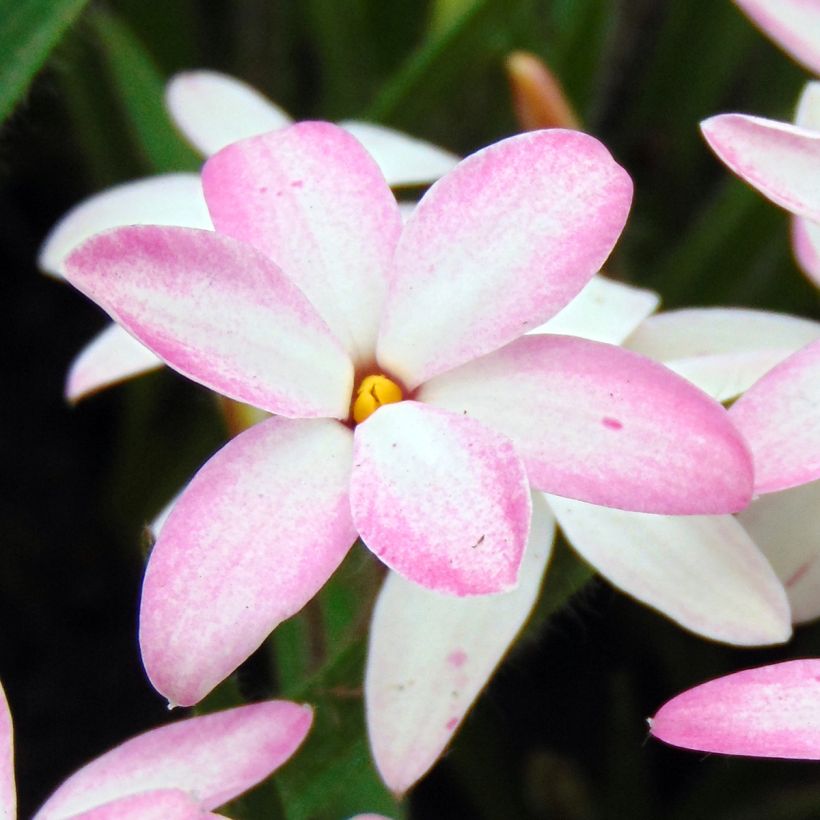 Rhodohypoxis Rhodohypoxis x Hypoxis Fairy Kisses (Kukinta)