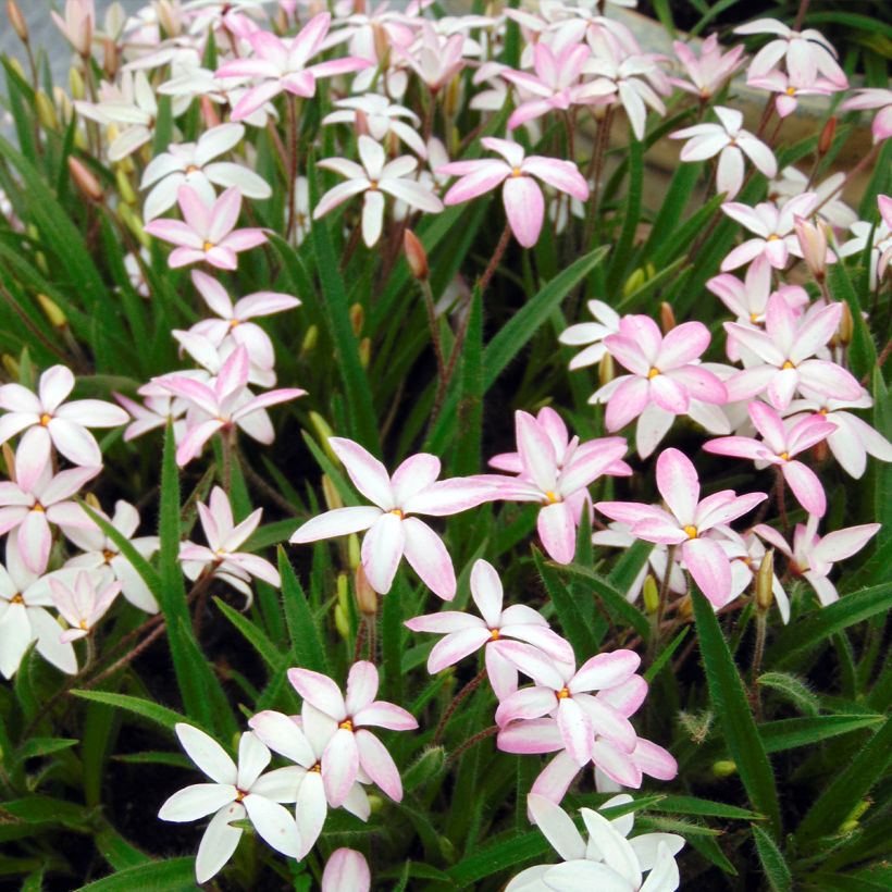 Rhodohypoxis Rhodohypoxis x Hypoxis Fairy Kisses (Kasvutapa)