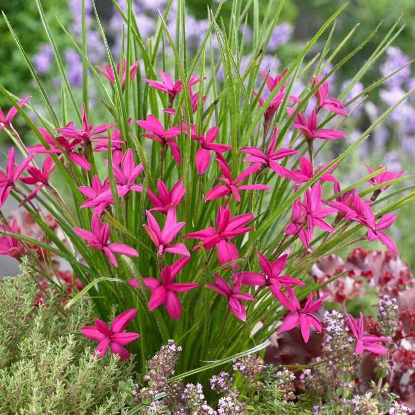 Rhodohypoxis Beverly (Kukinta)