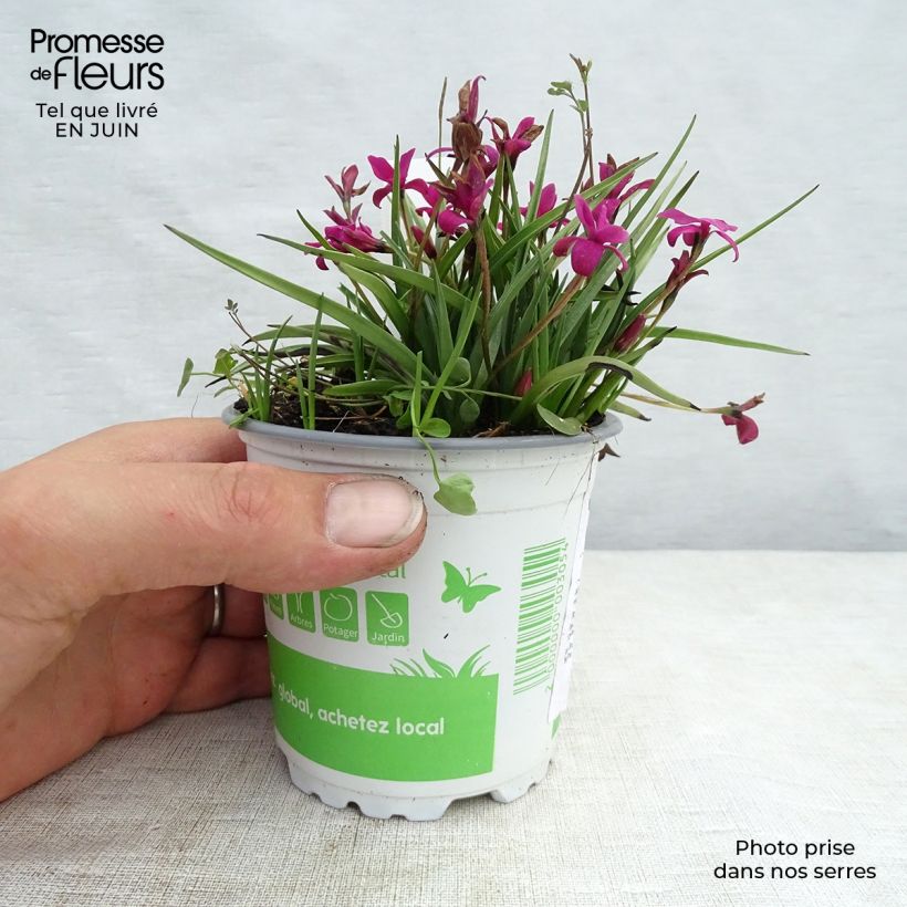 Esimerkki kesällä toimitetusta Rhodohypoxis Beverly Pot de 1,5L/2L-taimesta
