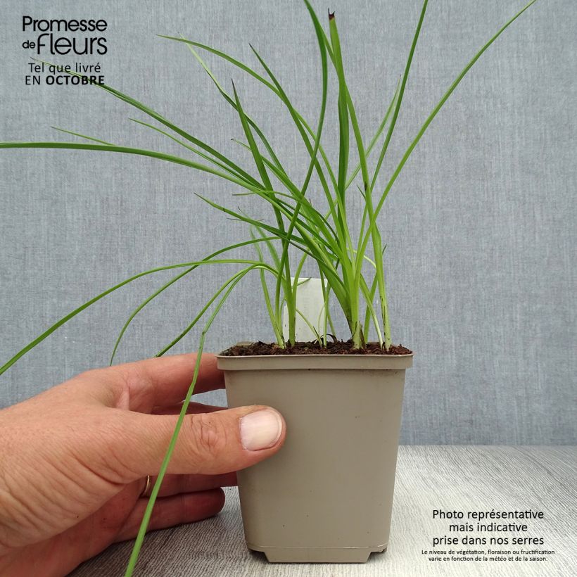 Esimerkki syksyllä toimitetusta Rhodohypoxis Beverly 8/9 cm taimiruukku-taimesta