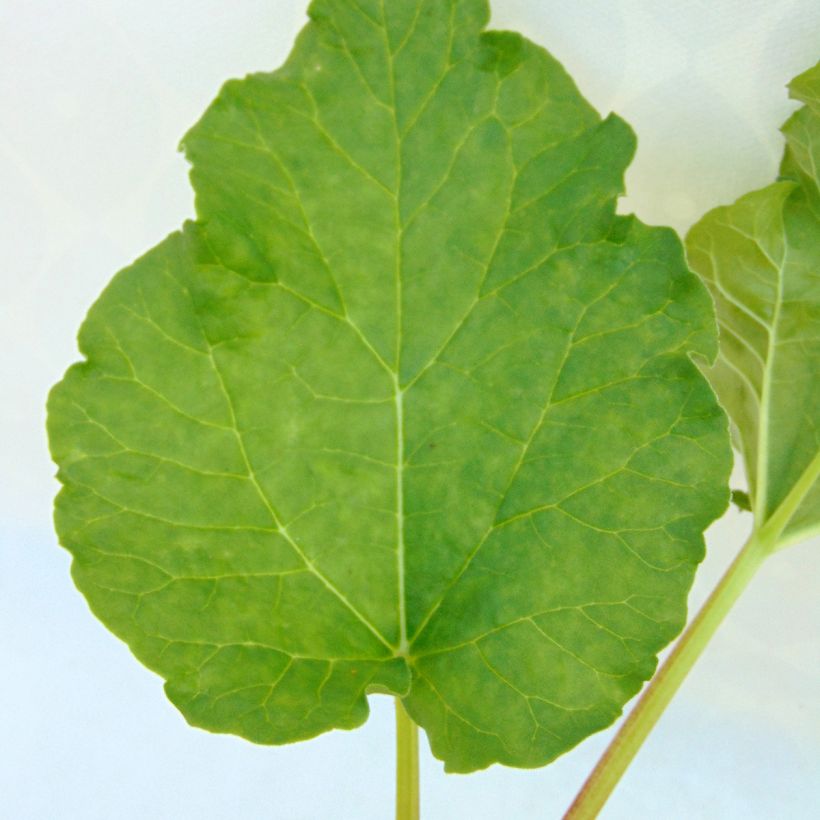 Tarharaparperi luomu - Rheum raponticum (Lehvistö)