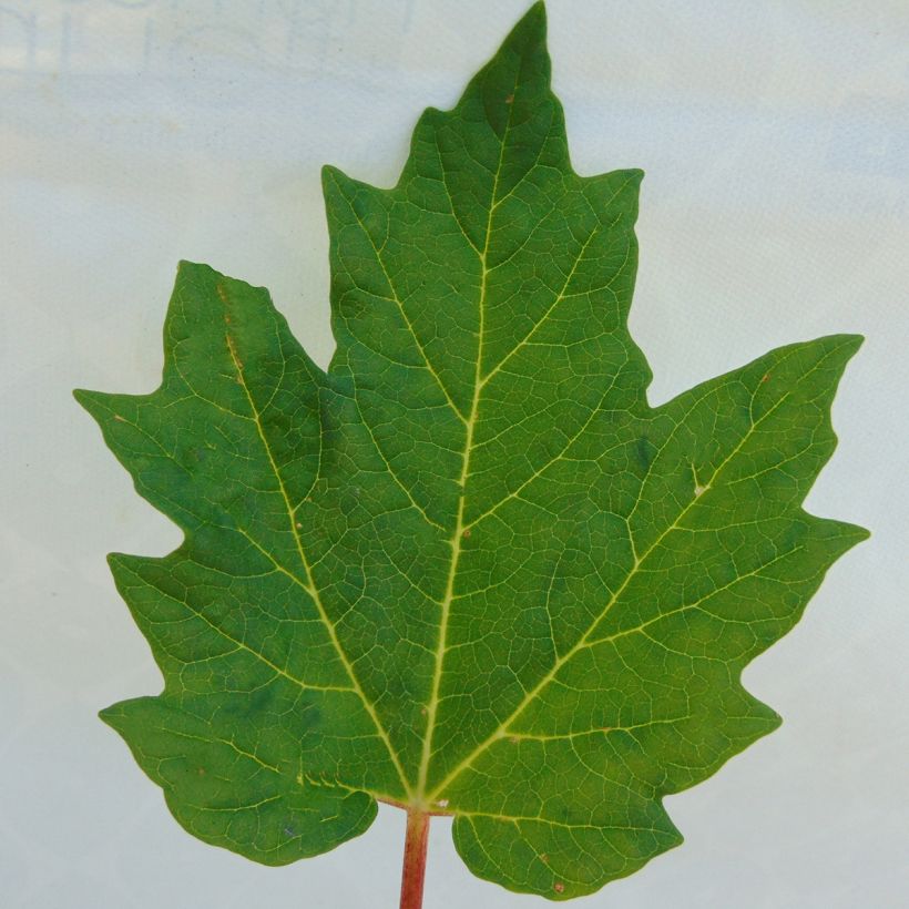 Koristeraparperi var. tanguticum (Lehvistö)