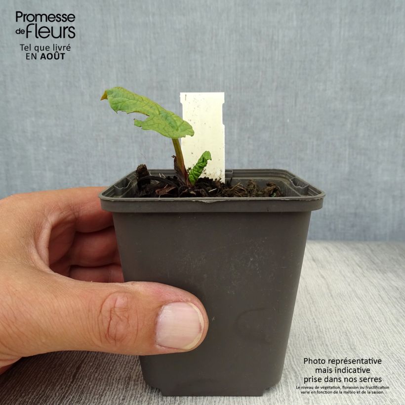 Esimerkki kesällä toimitetusta Koristeraparperi var. tanguticum Taimiruukku 8/9 cm-taimesta