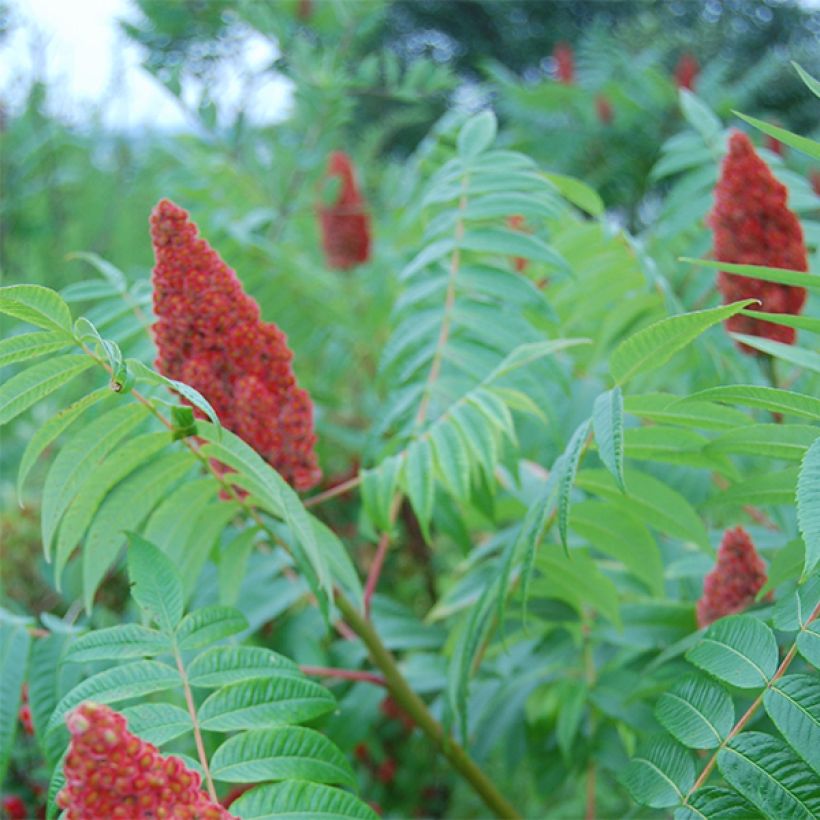 Silosumakki Laciniata (Kukinta)