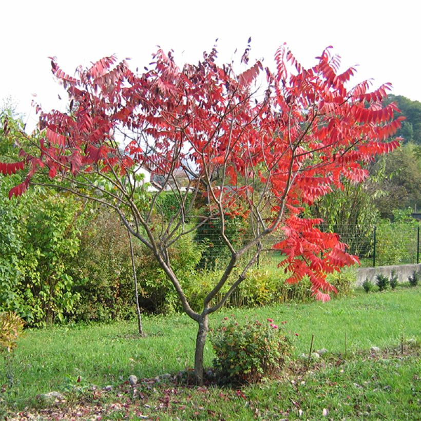 Silosumakki Laciniata (Kasvutapa)