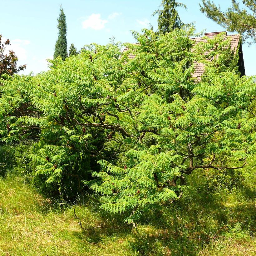 Samettisumakki Dissecta (Kasvutapa)