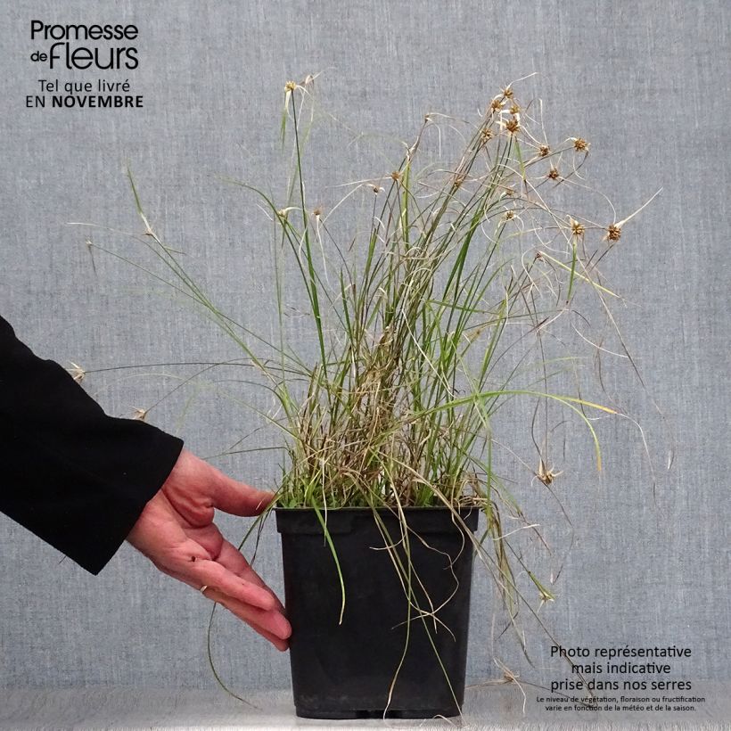 Esimerkki syksyllä toimitetusta Piirtoheinä - Rhynchospora colorata 2 litran/3 litran ruukku-taimesta