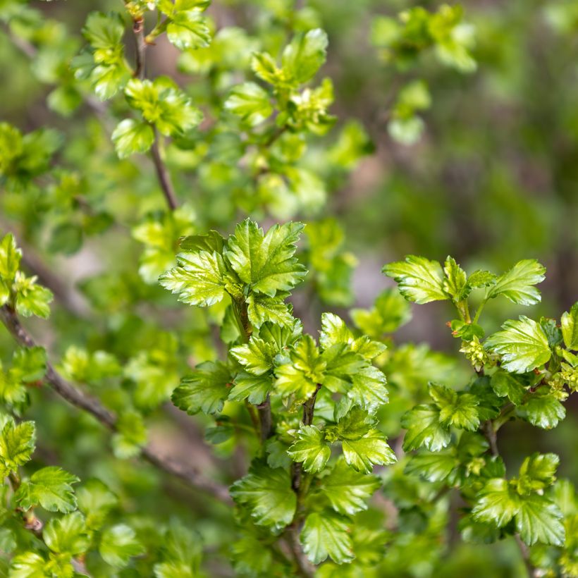 Taikinamarja - Ribes alpinum (Lehvistö)