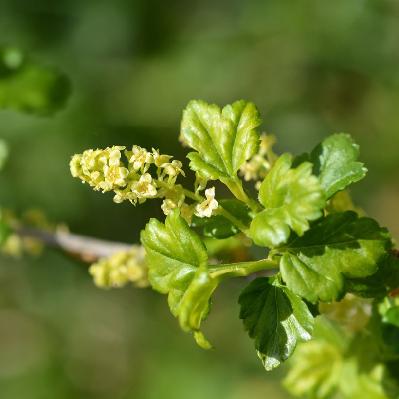 Taikinamarja - Ribes alpinum (Kukinta)
