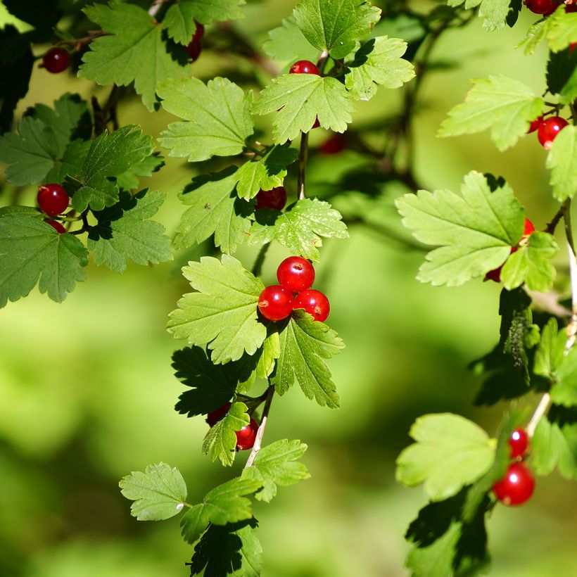 Taikinamarja - Ribes alpinum (Sadonkorjuu)