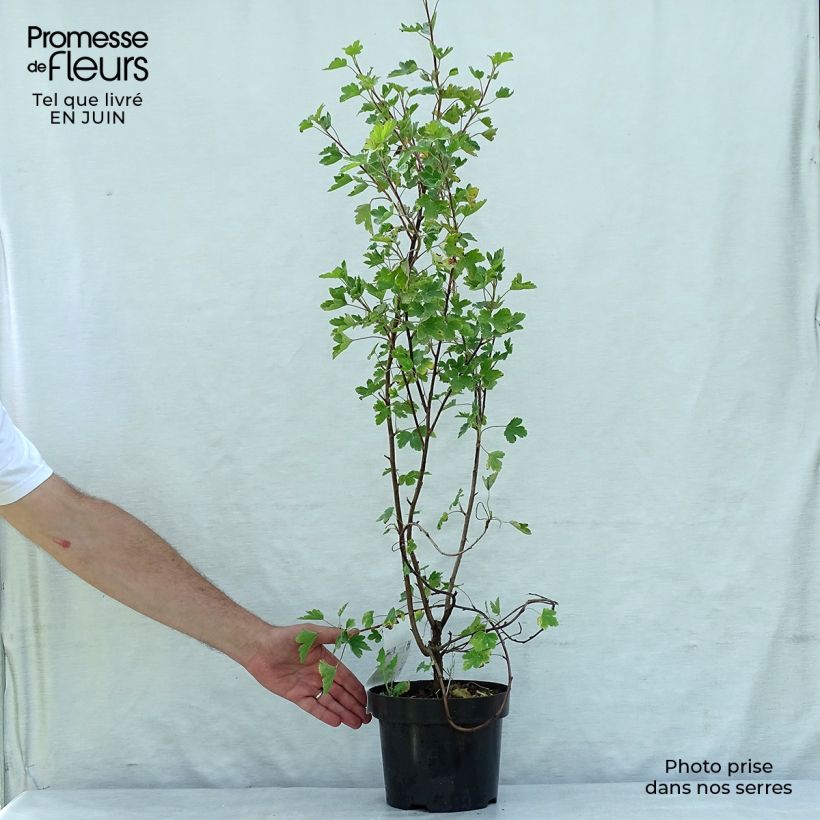 Esimerkki kesällä toimitetusta Herukka - Ribes x gordonianum Pot de 3L/4L-taimesta