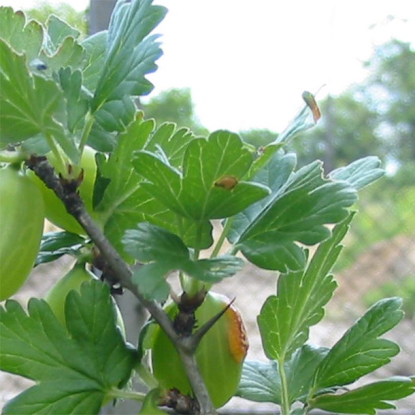 Groseillier à maquereaux Worcesterberry (Foliage)