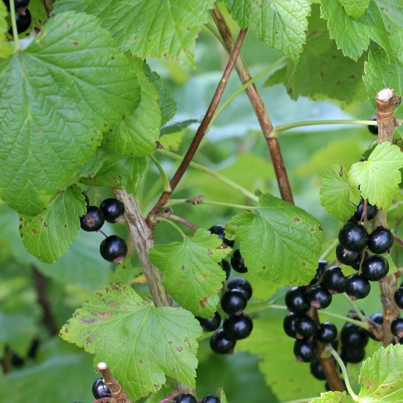 Mustaherukka Little Black Sugar (Lehvistö)
