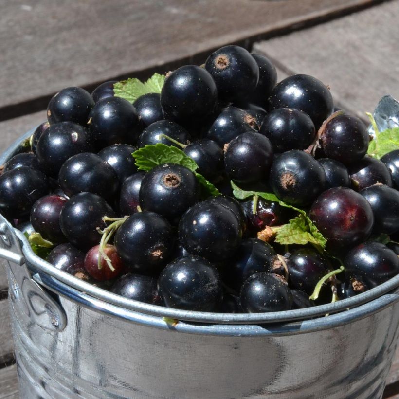 Mustaherukka Little Black Sugar (Sadonkorjuu)