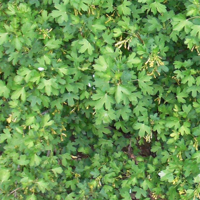 Herukka - Ribes odoratum (Lehvistö)