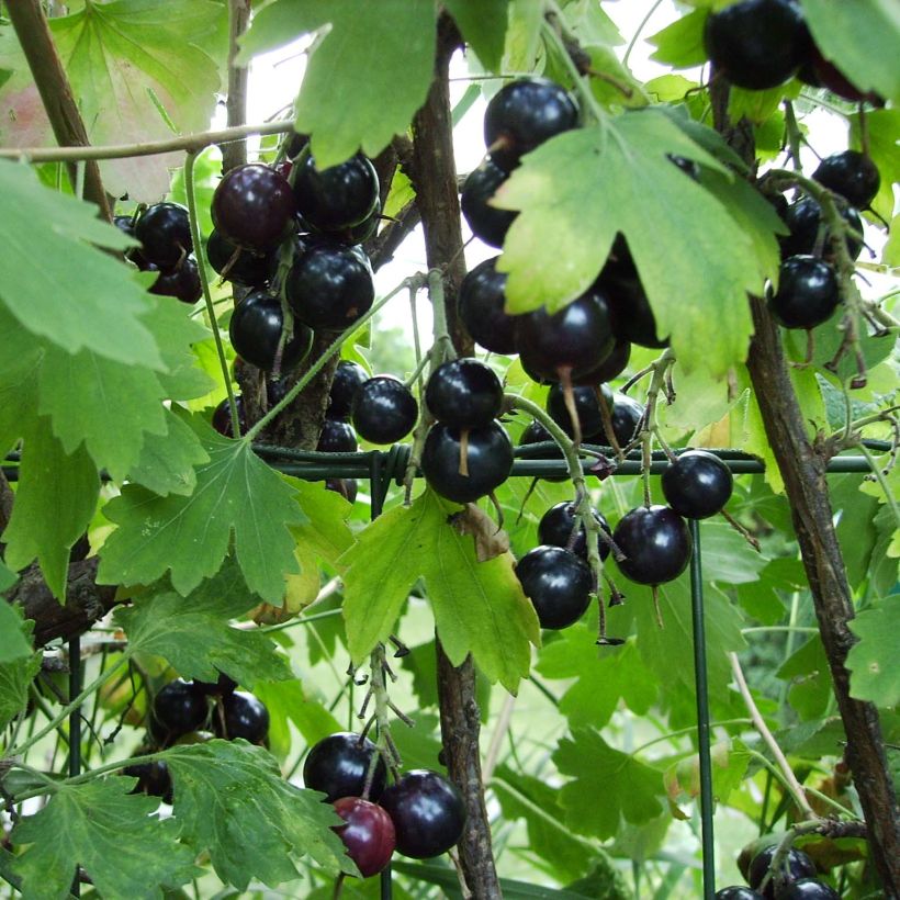 Herukka - Ribes odoratum (Sadonkorjuu)