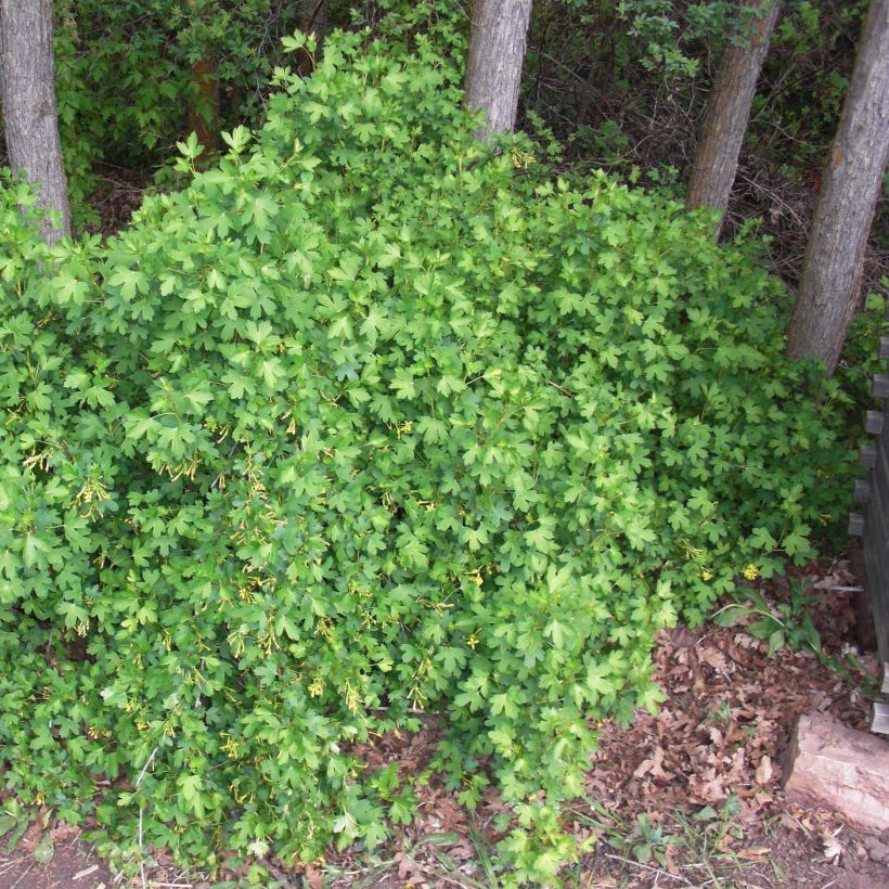 Herukka - Ribes odoratum (Kasvutapa)