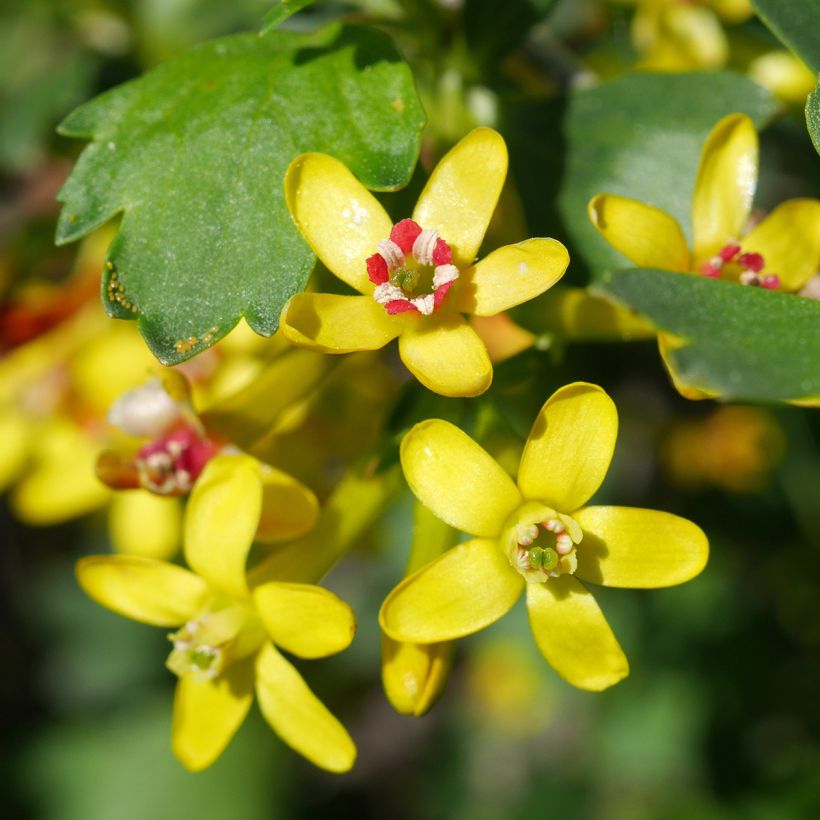 Herukka - Ribes odoratum (Kukinta)
