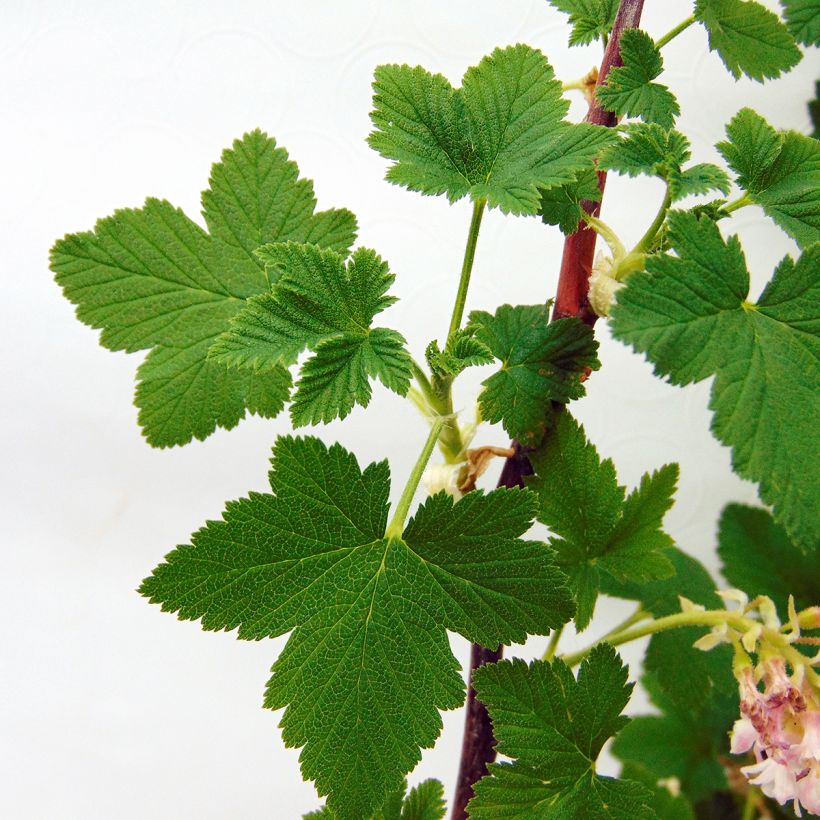 Ruusuherukka - Ribes sanguineum (Lehvistö)