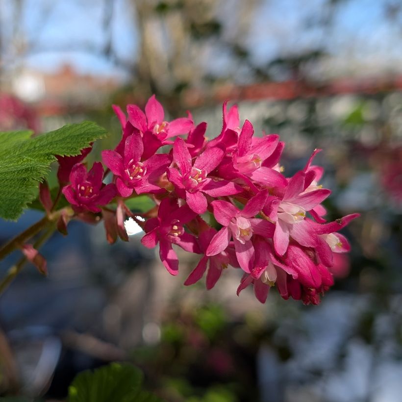 Ruusuherukka Amore (Kukinta)