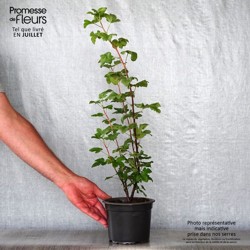 Esimerkki kesällä toimitetusta Ruusuherukka - Ribes sanguineum Pot de 3L/4L-taimesta