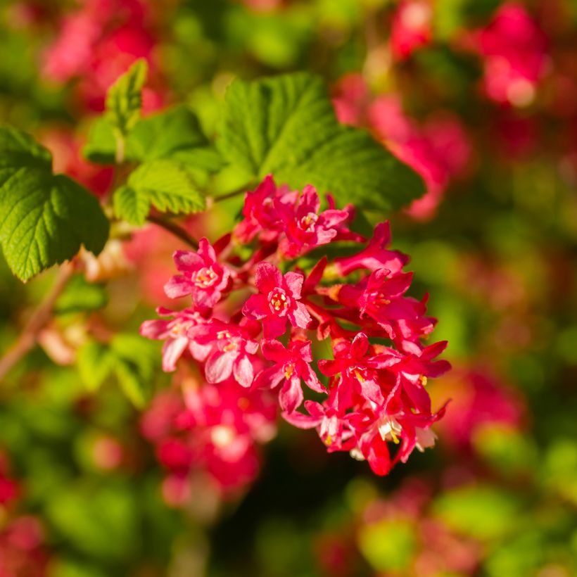 Ruusuherukka Pulborough Scarlet (Kukinta)