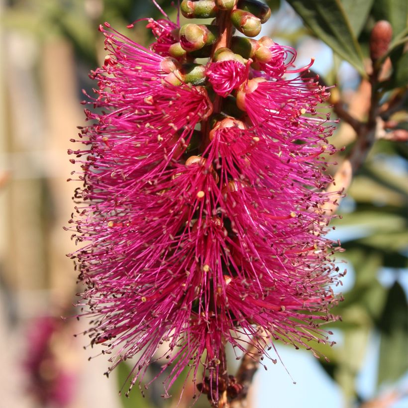 Lamppuharja - Callistemon violaceus (Kukinta)
