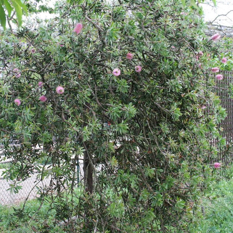 Lamppuharja - Callistemon violaceus (Kasvutapa)
