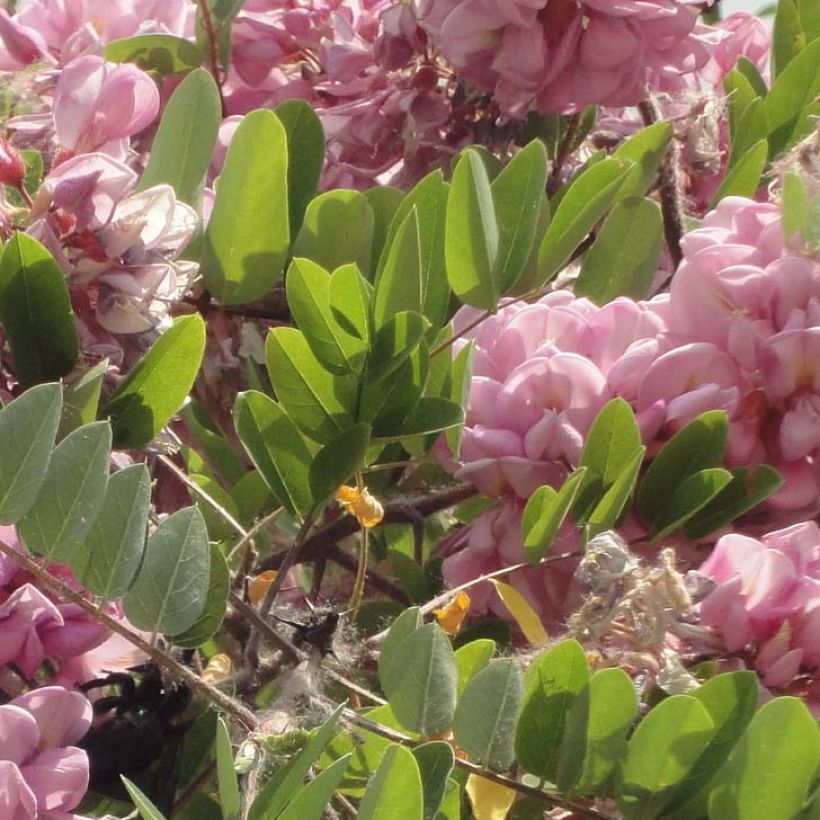 Valeakaasia Rosea (Lehvistö)