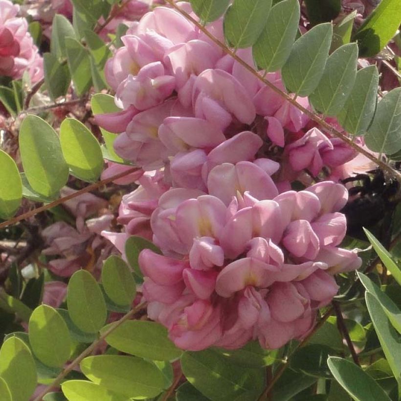 Valeakaasia Rosea (Kukinta)