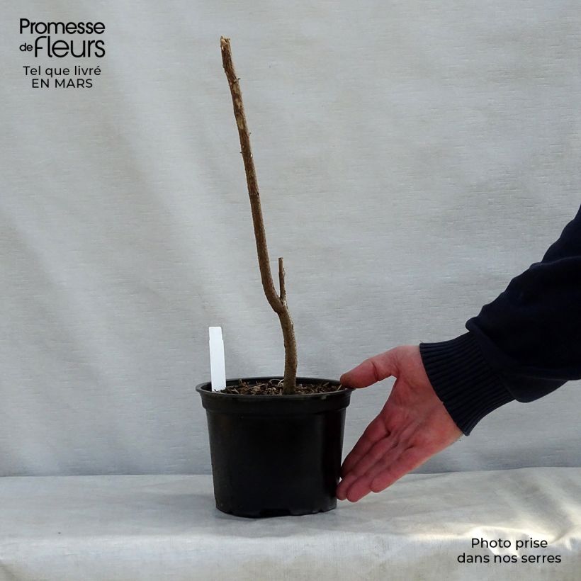 Esimerkki keväällä toimitetusta Valkovaleakaasia - Robinia pseudoacacia Ruukku 2L / 3L-taimesta