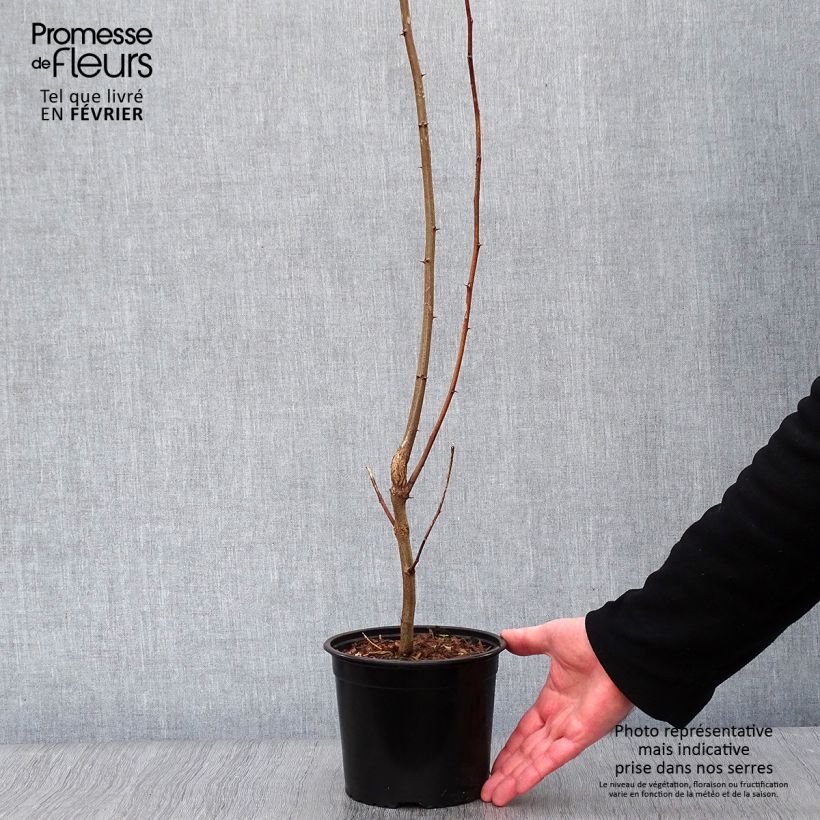 Esimerkki talvella toimitetusta Valkovaleakaasia - Robinia pseudoacacia 2 litran/3 litran ruukku-taimesta