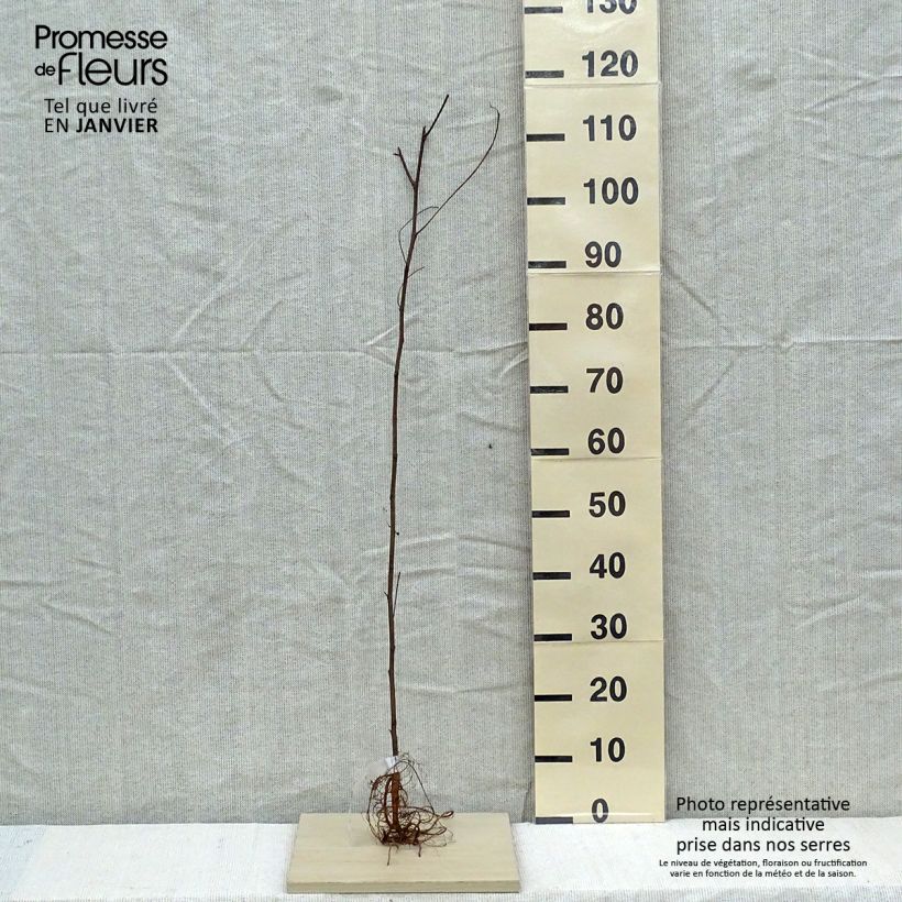 Esimerkki talvella toimitetusta Valkovaleakaasia - Robinia pseudoacacia Paljasjuurinen-taimesta