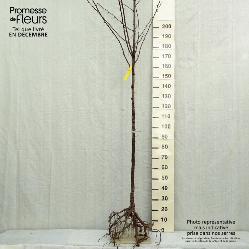 Esimerkki talvella toimitetusta Valkovaleakaasia - Robinia pseudoacacia Paljasjuurinen, Tige-taimesta