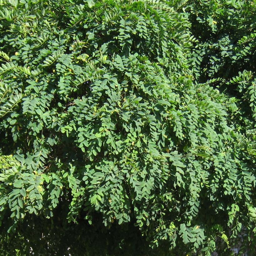 Valkovaleakaasia Umbraculifera (Lehvistö)
