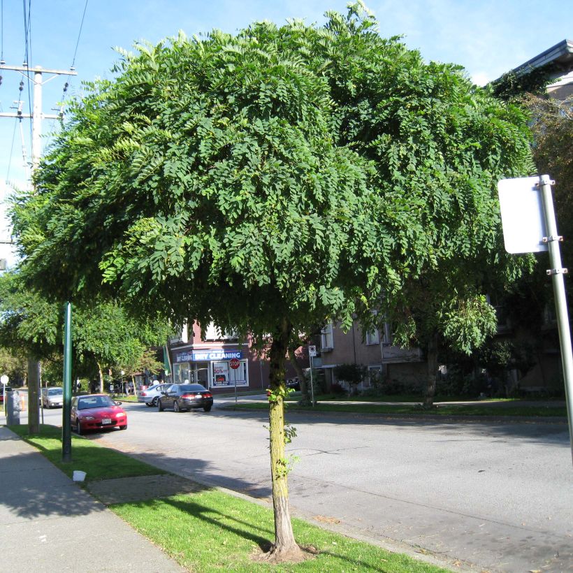 Valkovaleakaasia Umbraculifera (Kasvutapa)