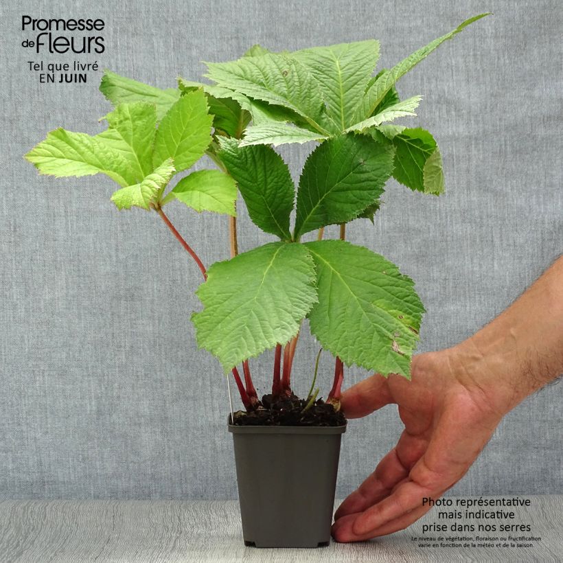 Esimerkki kesällä toimitetusta Sormivaleangervo - Rodgersia aesculifolia Taimiruukku 8/9 cm-taimesta