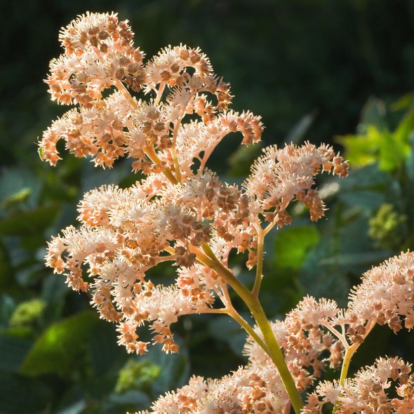 Sormivaleangervo - Rodgersia aesculifolia (Kukinta)