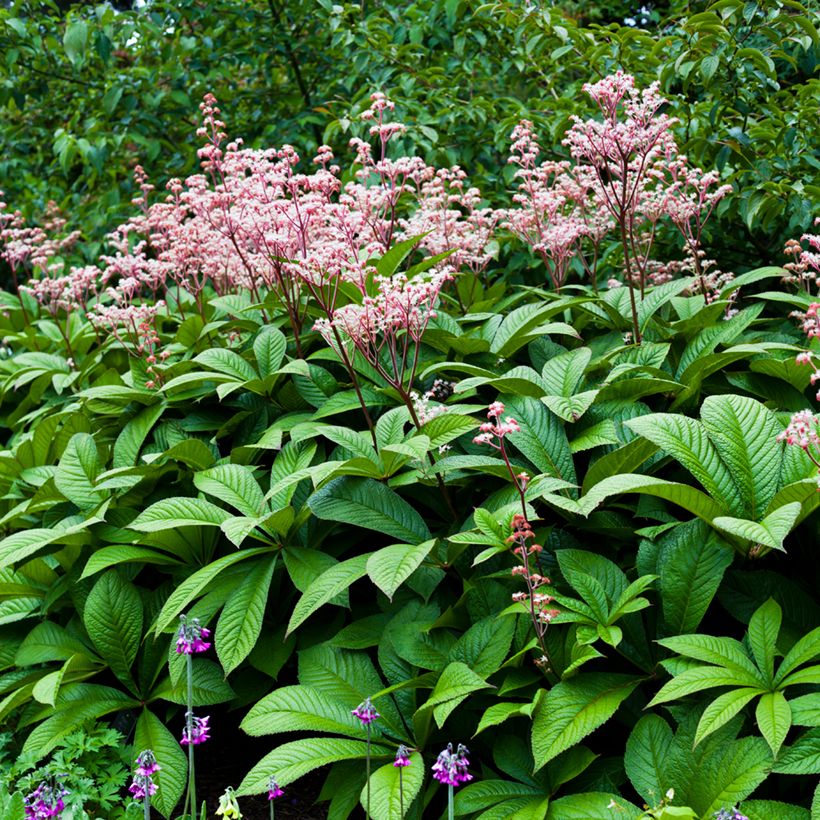 Sormivaleangervo - Rodgersia aesculifolia (Kasvutapa)