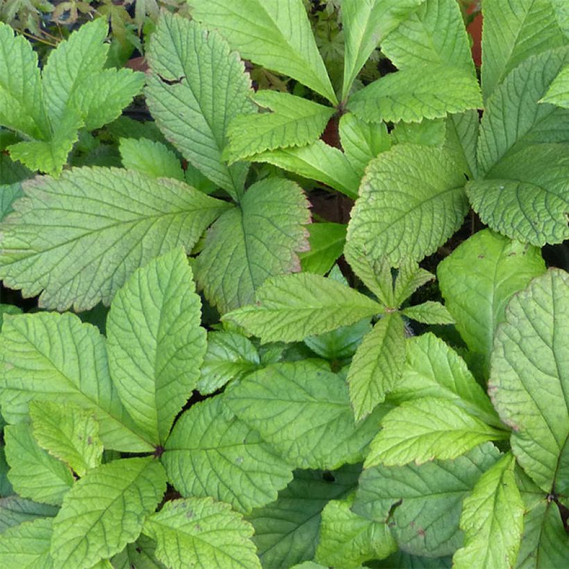 Sormivaleangervo - Rodgersia aesculifolia var. henrici (Lehvistö)
