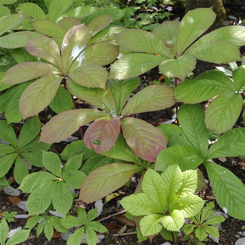 Sulkavaleangervo - Rodgersia pinnata (Lehvistö)
