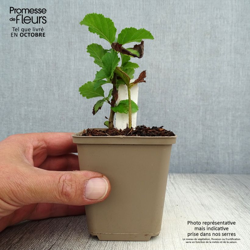 Esimerkki syksyllä toimitetusta Sulkavaleangervo Dark Pokers 8/9 cm taimiruukku-taimesta