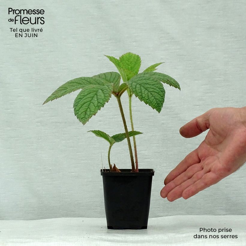 Esimerkki kesällä toimitetusta Sulkavaleangervo Dark Pokers Taimiruukku 8/9 cm-taimesta