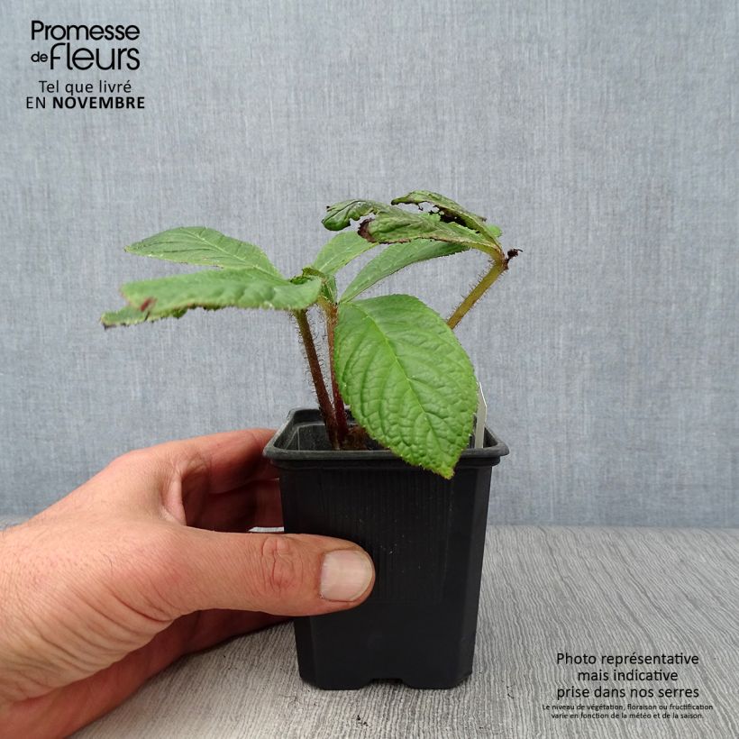 Esimerkki syksyllä toimitetusta Sulkavaleangervo - Rodgersia pinnata 8/9 cm taimiruukku-taimesta